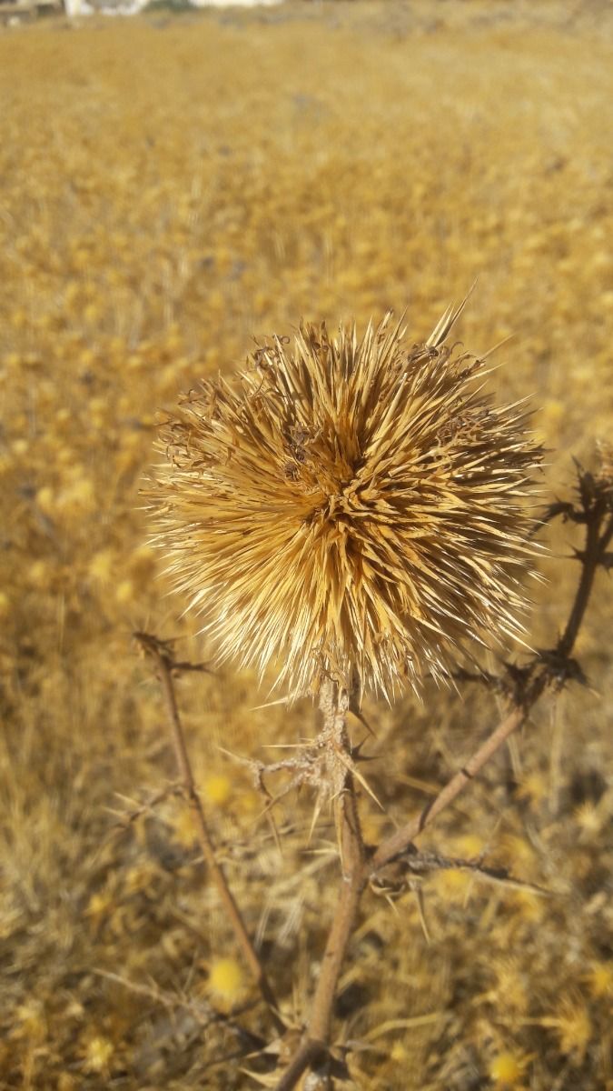 تفسير رؤية الشوك في المنام