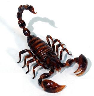 تفسير حلم العقرب