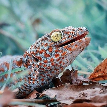 تفسير رؤية أبو بريص في المنام