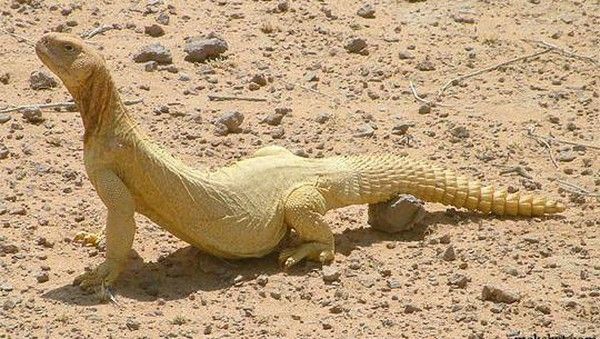 تفسير رؤية الضب في المنام