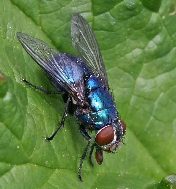 تفسير حلم الذباب في المنام