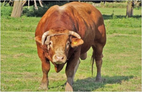 تفسير رؤية الثور في الحلم