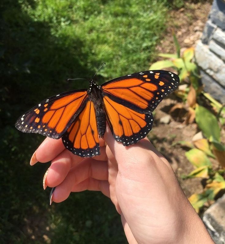 رؤية الفراشة في المنام