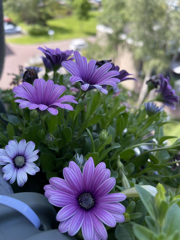 رؤية الزهور في المنام