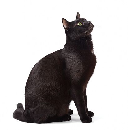 تفسير رؤية القط الأسود في المنام